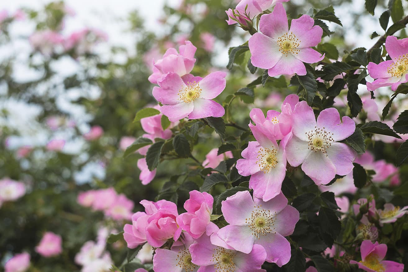 Imagen de una planta de Bignonia Rosa.