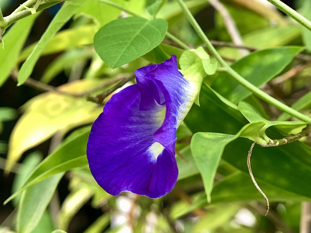 Imagen de una flor de Clitoria Ternatea.