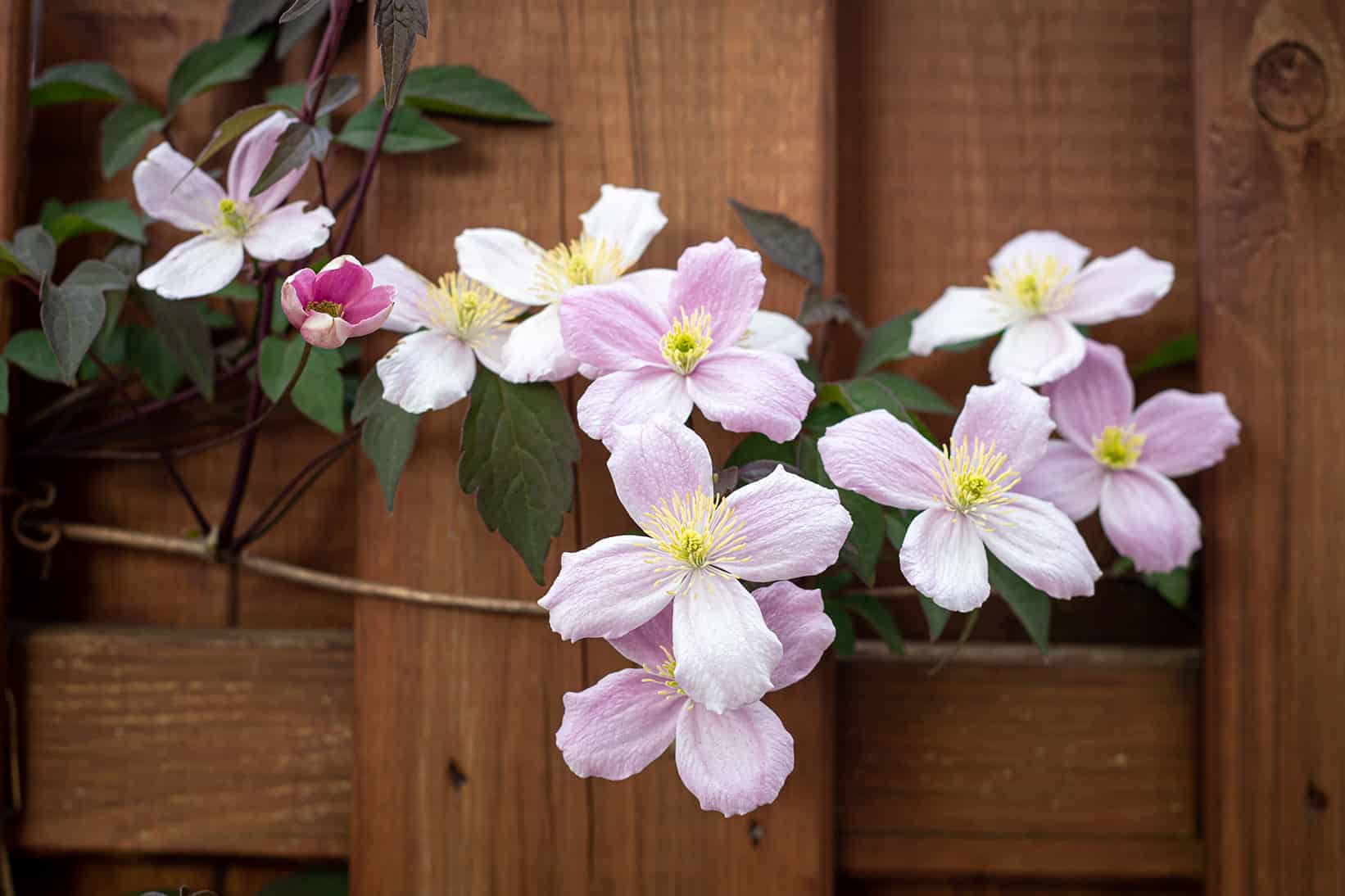 Imagen de flores de Dama de Noche.