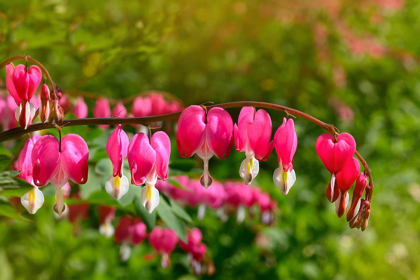 Imagen de flores de dicentra.