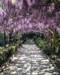 Plantas adecuadas para pérgolas - Glicina - Pérgolas La Arboleda