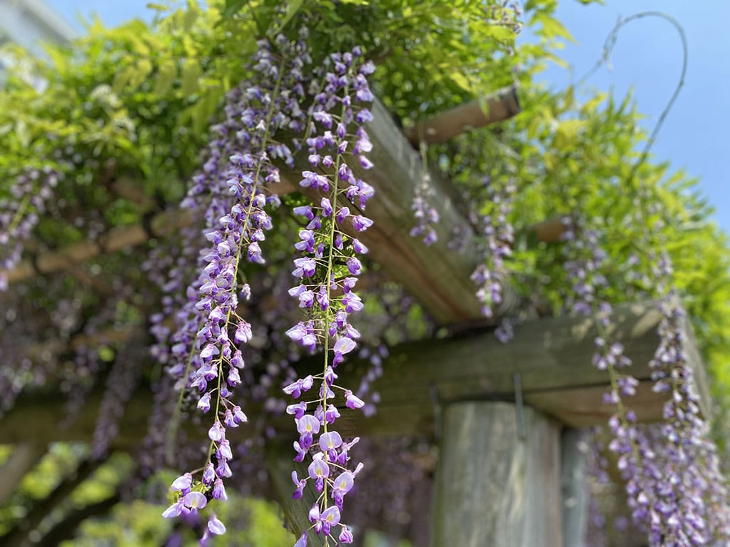 Imagen de Glicina o Wisteria sobre una pérgola exterior.