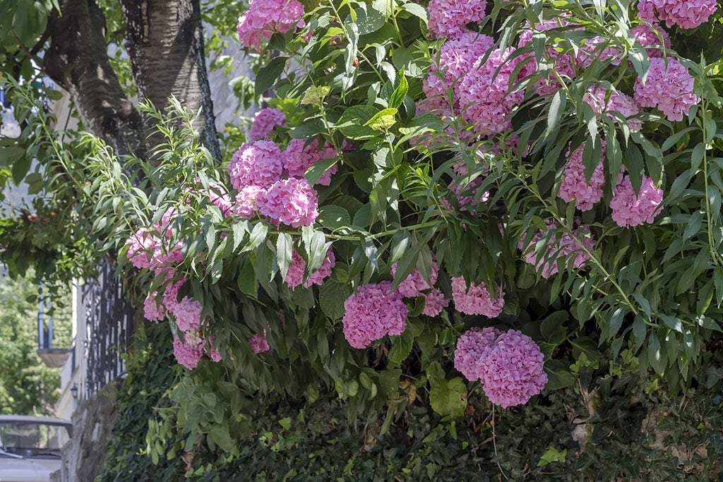 Imagen de una planta de hortensia trepadora en un muro.