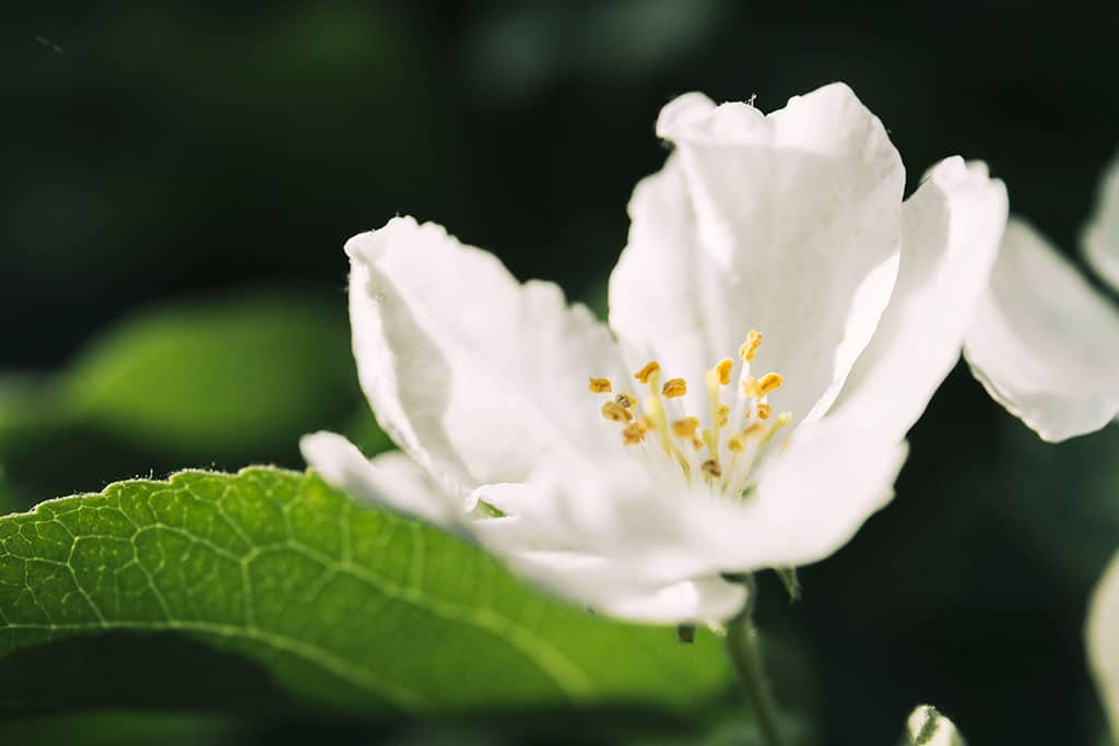 Imagen de la flor del jazmín