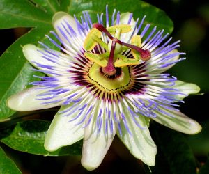 Estructura de la flor de Passiflora