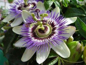 Flor de la Passiflora