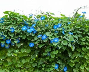 Planta trepadora Morning Glory