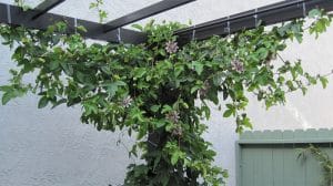 Plantas adecuadas para pérgolas Passiflora planta