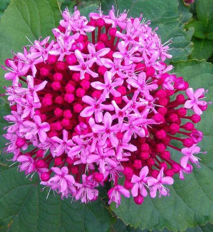 Plantas adecuadas para pérgolas - Clerodendrum