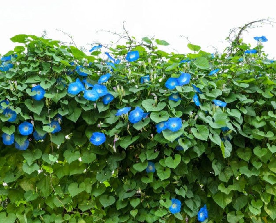 Planta trepadora Morning Glory