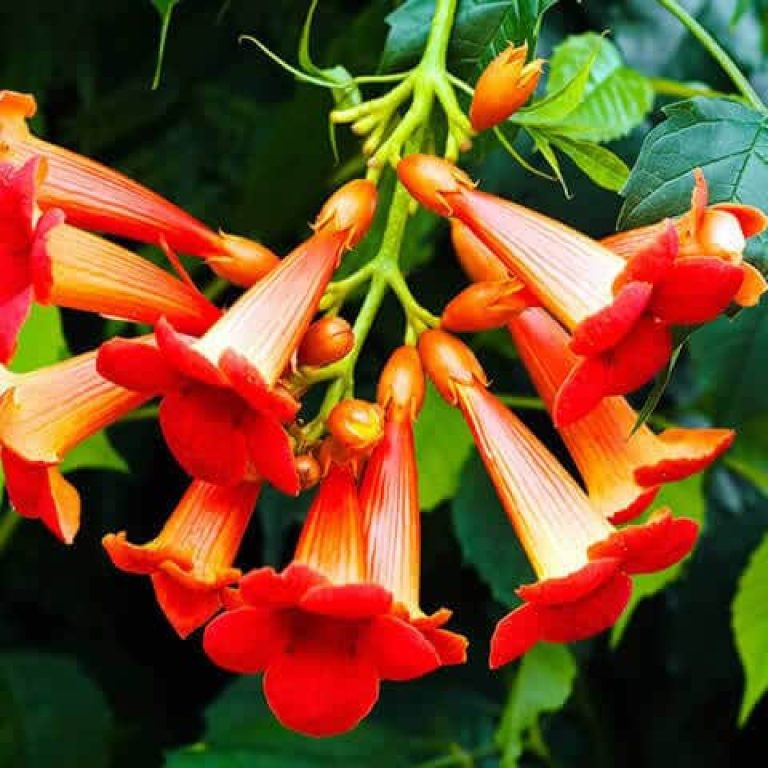Campsis radicans