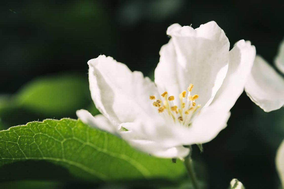 Imagen de la flor del jazmín